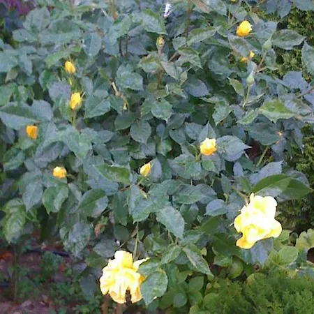 Dreambg Appart hôtel Sozopol