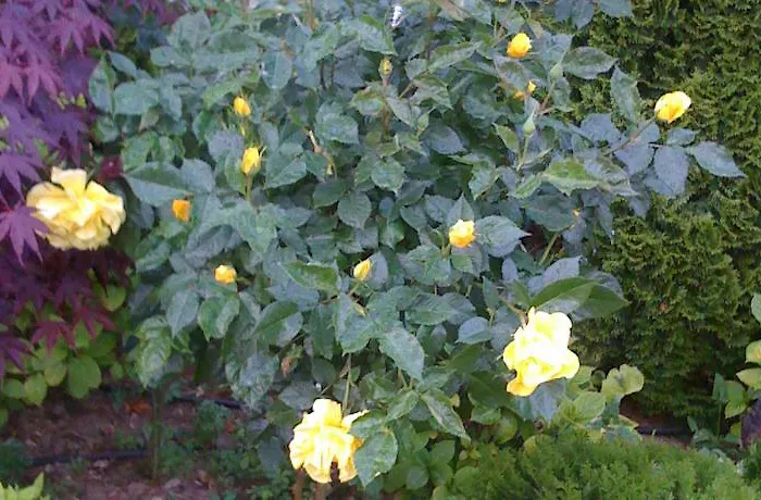 Dreambg Ξενοδοχείο με διαμερίσματα Σωζόπολη